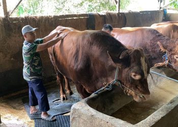 Prabowo Gelontorkan Rp 72 Miliar untuk Sapi Meugang, Aceh Kebagian ‘Kado’ Ramadan bagi Korban Bencana