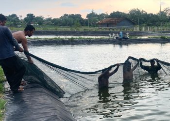 Wujudkan Ketahanan Pangan, Lapas Kendal Panen Ikan Nila Hingga Setengah Ton
