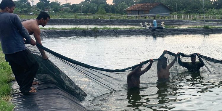 Wujudkan Ketahanan Pangan, Lapas Kendal Panen Ikan Nila Hingga Setengah Ton