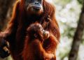 Pesek, si Orangutan Bukit Lawang Melahirkan Anak ke 7 Diusia 38 Tahun