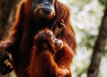 Pesek, si Orangutan Bukit Lawang Melahirkan Anak ke 7 Diusia 38 Tahun