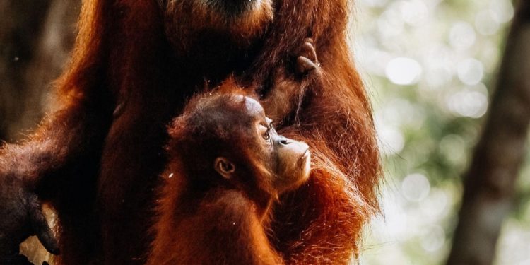 Pesek, si Orangutan Bukit Lawang Melahirkan Anak ke 7 Diusia 38 Tahun