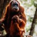Pesek, si Orangutan Bukit Lawang Melahirkan Anak ke 7 Diusia 38 Tahun