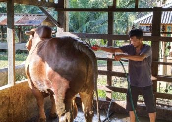 Sapi 1,2 Ton di Pasaman Barat Milik Eldoni Tanjung Berpotensi Jadi Hewan Kurban Presiden