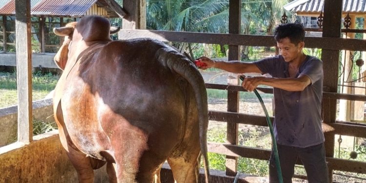 Sapi 1,2 Ton di Pasaman Barat Milik Eldoni Tanjung Berpotensi Jadi Hewan Kurban Presiden