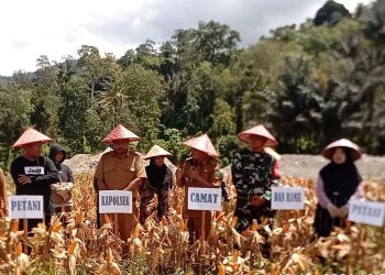 Kelompok Tani Saroha Kotanopan Panen Jagung ke 4 Diareal Eks Pertambangan