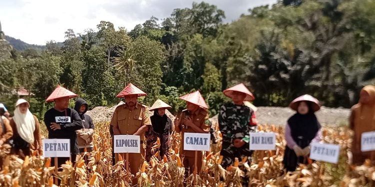 Kelompok Tani Saroha Kotanopan Panen Jagung ke 4 Diareal Eks Pertambangan