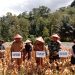 Kelompok Tani Saroha Kotanopan Panen Jagung ke 4 Diareal Eks Pertambangan