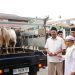 Bupati Syah Afandin dan Wabup Tiorita Tebar Qurban untuk Besilam, Menguatkan Tradisi Kepedulian Ditanah Langkat