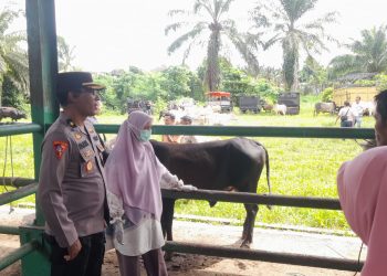 Permintaan Hewan Kurban Meningkat, Polisi Antisipasi Pencurian Ternak di Pasaman Barat