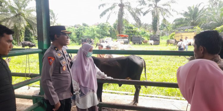 Permintaan Hewan Kurban Meningkat, Polisi Antisipasi Pencurian Ternak di Pasaman Barat