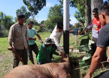 Polres Pasaman Barat Sembelih 5 Sapi dan 1 Kambing, Kapolres: Wujud Kepedulian kepada Masyarakat
