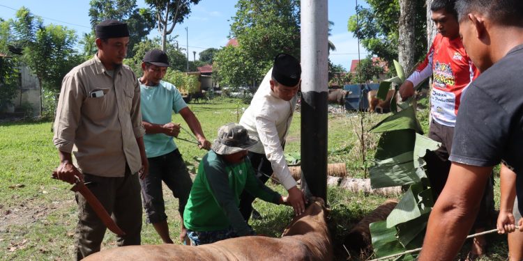 Polres Pasaman Barat Sembelih 5 Sapi dan 1 Kambing, Kapolres: Wujud Kepedulian kepada Masyarakat