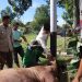 Polres Pasaman Barat Sembelih 5 Sapi dan 1 Kambing, Kapolres: Wujud Kepedulian kepada Masyarakat