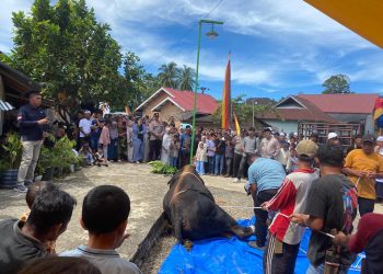 Sapi Kurban 916 Kilogram Bantuan Presiden Disalurkan untuk Warga Bahoras
