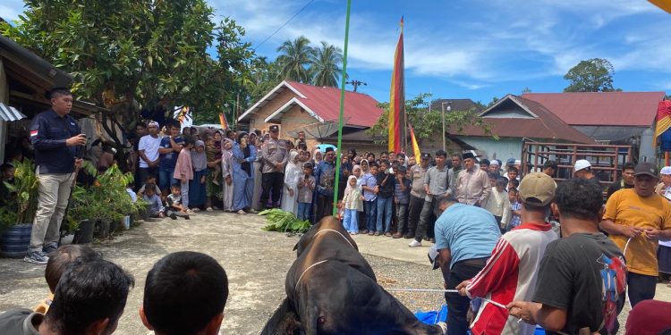 Sapi Kurban 916 Kilogram Bantuan Presiden Disalurkan untuk Warga Bahoras