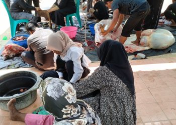Semangat Berbagi Menggema di Gebang, Yayasan Pendidikan Al-Ma’arif Sembelih 4 Sapi Qurban untuk Siswa dan Masyarakat