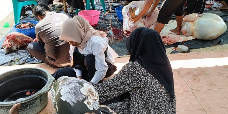 Semangat Berbagi Menggema di Gebang, Yayasan Pendidikan Al-Ma’arif Sembelih 4 Sapi Qurban untuk Siswa dan Masyarakat