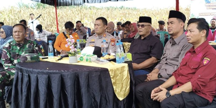 Panen Raya Jagung Serentak Digelar di Pasaman Barat, Dukung Swasembada Pangan Nasional