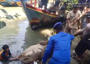 Sapi Kurban di Pemalang Lari dan Terjun Bebas Kesungai