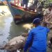 Sapi Kurban di Pemalang Lari dan Terjun Bebas Kesungai