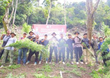 Ladang Ganja Seluas 3 Hektare Diperbukitan Madina Akhirnya Terbongkar