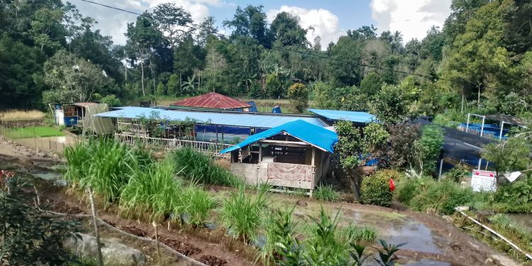 Kampung Wisata Cilallang Bulukumba Tawarkan Wisata Alam dan Edukasi Budidaya Ikan, Jadi Favorit Keluarga