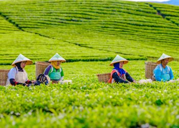 Kinerja Non-Core PTPN IV PalmCo Tumbuh Positif, Produksi Komoditas Kopi Melonjak 225 Persen secara Tahunan