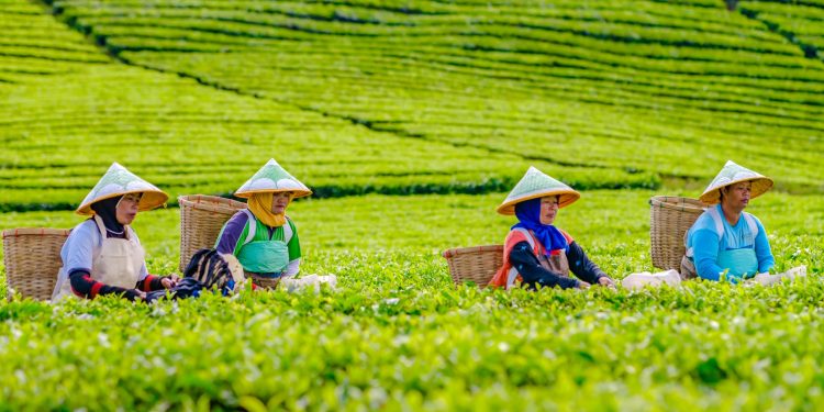 Kinerja Non-Core PTPN IV PalmCo Tumbuh Positif, Produksi Komoditas Kopi Melonjak 225 Persen secara Tahunan