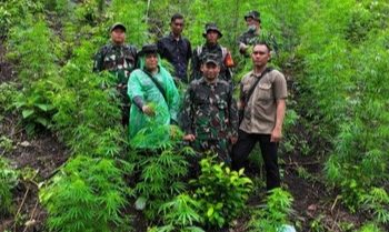 Terbongkar Dubalik Pegunungan Aceh Besar! Prajurit TNI Temukan Ladang Ganja 2,5 Hektare