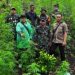 Terbongkar Dubalik Pegunungan Aceh Besar! Prajurit TNI Temukan Ladang Ganja 2,5 Hektare
