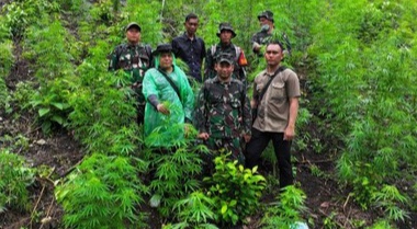 Terbongkar Dubalik Pegunungan Aceh Besar! Prajurit TNI Temukan Ladang Ganja 2,5 Hektare