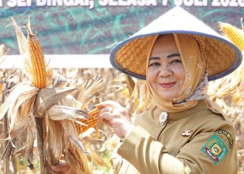 Tiorita Tancap Gas Kawal Swasembada Pangan, Panen Raya Jagung di Langkat Jadi Sinyal Kuat Kebangkitan Pertanian