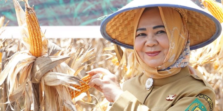 Tiorita Tancap Gas Kawal Swasembada Pangan, Panen Raya Jagung di Langkat Jadi Sinyal Kuat Kebangkitan Pertanian