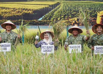 Tiorita dan Pangdam I/BB Pimpin Panen Raya TNI di Langkat, Perkuat Barisan Menuju Swasembada Pangan Nasional