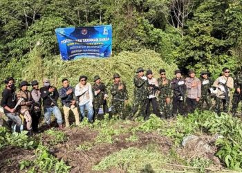 BNN Musnahkan 12 Hektare Ladang Ganja di Aceh, 30 Ribu Batang Siap Panen Dibabat