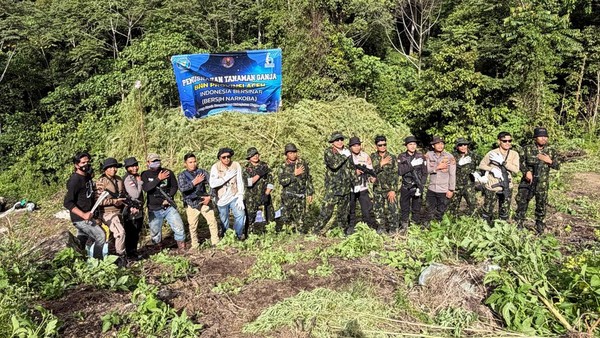 BNN Musnahkan 12 Hektare Ladang Ganja di Aceh, 30 Ribu Batang Siap Panen Dibabat