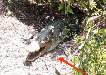 Hati-Hati! Buaya Besar Diduga Bersarang Dikebun Sawit Paluh Cingam, Warga dan Pemancing Diminta Waspada