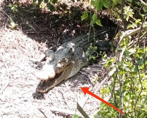 Hati-Hati! Buaya Besar Diduga Bersarang Dikebun Sawit Paluh Cingam, Warga dan Pemancing Diminta Waspada