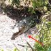 Hati-Hati! Buaya Besar Diduga Bersarang Dikebun Sawit Paluh Cingam, Warga dan Pemancing Diminta Waspada