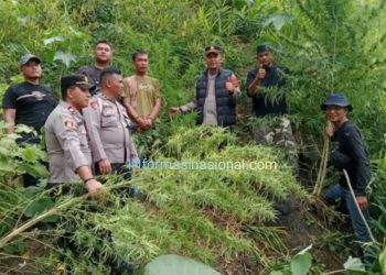 Tanam 11 Batang Ganja Diladang, Seorang Petani di Langkat Diciduk Polisi