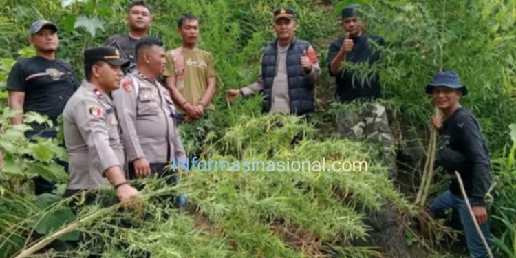 Tanam 11 Batang Ganja Diladang, Seorang Petani di Langkat Diciduk Polisi