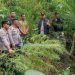 Tanam 11 Batang Ganja Diladang, Seorang Petani di Langkat Diciduk Polisi