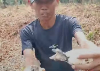 Puluhan Telur Buaya Menetas Dikebun Sawit Desa Pasar Rawa, Langkat, Bayi Predator Itu Berkeliaran