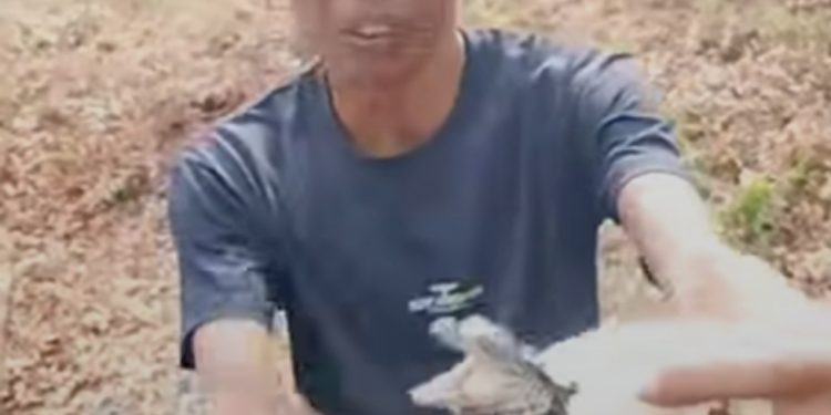 Puluhan Telur Buaya Menetas Dikebun Sawit Desa Pasar Rawa, Langkat, Bayi Predator Itu Berkeliaran