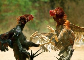 Sisihorong hingga Bontonanka Kajang Disebut Kerap Jadi Lokasi Sabung Ayam, Warga Menanti Tindakan Aparat
