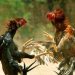 Sisihorong hingga Bontonanka Kajang Disebut Kerap Jadi Lokasi Sabung Ayam, Warga Menanti Tindakan Aparat