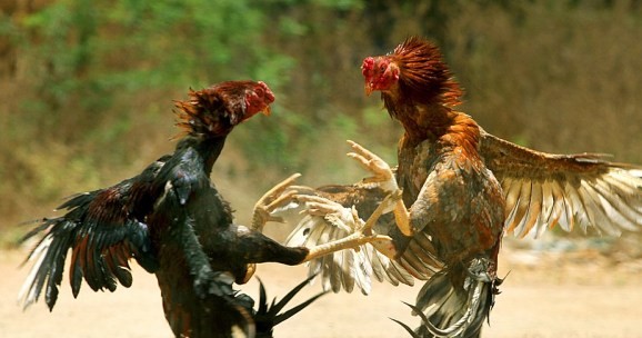 Sisihorong hingga Bontonanka Kajang Disebut Kerap Jadi Lokasi Sabung Ayam, Warga Menanti Tindakan Aparat