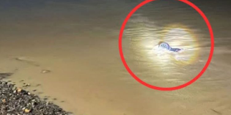 Avanza Terbalik di Sungai Batang Serangan, 3 Penumpang Tewas, Satu Kritis