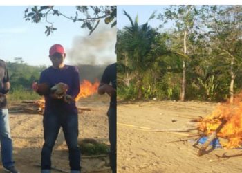 Dikira Aman dari Pantauan, Arena Sabung Ayam di Bontomangiring  Digerebek Polisi